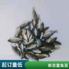 罗非种苗供应 高产量一号罗非鱼苗 奥尼 新吉富品种繁多 可视频选苗