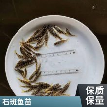厂家批发鱼苗 溪水石斑鱼苗 红罗非鱼苗 锦鲤鱼苗鲜活水产 买就送