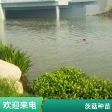 茨菇种苗有利固堤护坡控制杂草根茎繁殖耐盐碱好