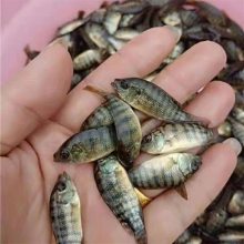 泡 2-6޷ ޷ ˮֳ