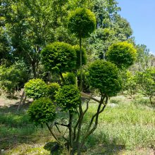 亮晶女贞棒棒糖袋苗,多头亮晶女贞造型,点缀植物造型栽植四季常绿植物造型