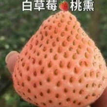 ӦƷֲݮ