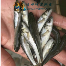 ֳ ˮѩ ָּ֧