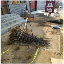 无刺花椒苗价格 两年花椒树苗批发 根系发达 1米无刺花椒树苗