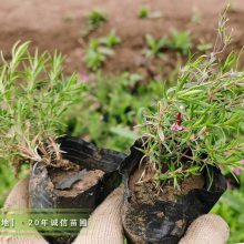 芝樱批发市场200万棵多色芝樱花小杯苗有货