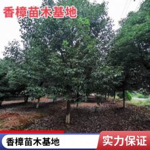 行道树香樟树8-20公分工程绿化园林常绿乔木移栽全冠香樟