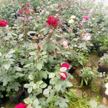 绿化用50公分月季花苗报价详情