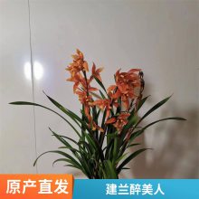 燎伯兰业 大花浓香花卉盆栽 建兰醉美人 办公室绿植花卉