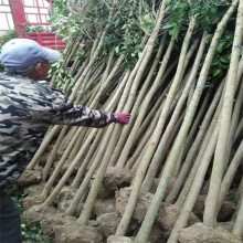 北方高杆女贞5-10公分绿化工程耐严寒枝叶茂密造型树