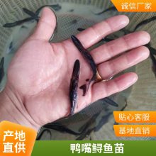 港发水产 专业淡水鱼 鸭嘴鱼苗 存活***快速发货 可批发提供技术指导