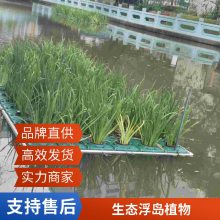 圆体生态浮岛湿地改善水生植物种植造景造型多样