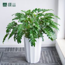 小天使春羽 盆栽 水泥盆随机款式