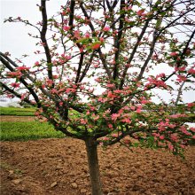 基地出售 大小规格木瓜树 木瓜海棠 海棠小苗 庭院观赏植物 园林绿化工程苗 可盆栽地栽 价格实惠