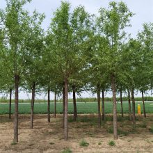 5公分旱柳 常年供应 树大型好 供货速度快