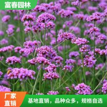 柳叶马鞭草营养杯 紫色花海小苗花海景观建设宿根花卉