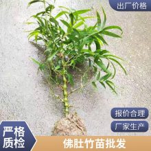 四季竹子苗 庭院竹子 常青 地栽绿化植物 室内盆栽 耐寒罗汉竹苗