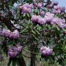 杜鹃花 高山杜鹃 园林观赏花卉 庭院景观树杜鹃花苗 绿化绿植 绿化工程苗 盆景材料