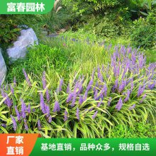 金叶石菖蒲 多年生草本 园林景区绿化苗 花坛花镜切花材料