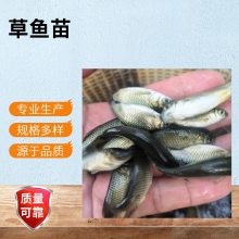 2025四大家草鱼苗 淡水养殖皖鱼鱼苗 港达运输包损耗
