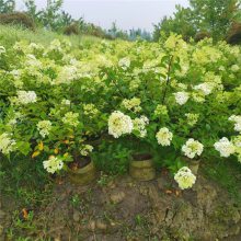 欧洲木绣球 圆锥木本绣球苗基地 冠幅70厘米 高度110cm 大花地园林