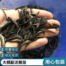 各种泥鳅苗批发 适应能力强 本地繁育 渔场直发 港发水产
