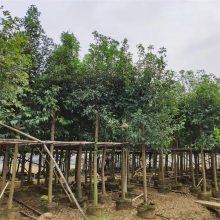 天竺桂景区园林造景行道风景绿化防护庭荫树 地被护坡