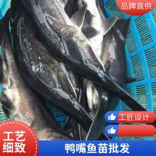 港发水产 抗病力强 鸭嘴鱼苗 存活***快速发货 存活*** 产量好 包品质