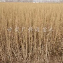 20221 ޲溦 ɳĮ 
