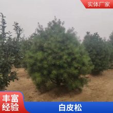 帅阳苗木 大型苗圃现挖装车荒山园林绿化用1-6米高一级二级白皮松