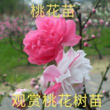 春丰苗木 桃花嫁接苗 园林庭院造景植物 花叶秀丽 易成活