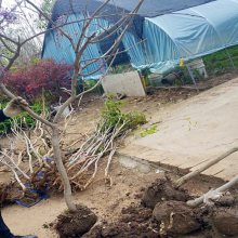 基地2公分紫藤树报价 紫藤花图片