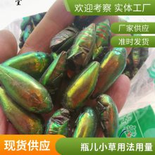 奇弘堂一支箭/瓶儿小草/蛇咬子野生正品药材产地批发全国包邮