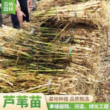 芦苇苗 芦苇 芦苇种植 芦苇苗出售 耐盐碱易成活 专业施工团队