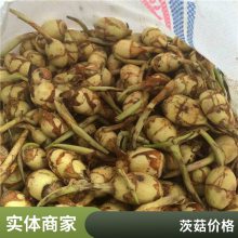 茨菇种苗有利固堤护坡控制杂草根茎繁殖耐盐碱好