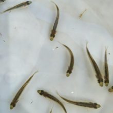 淡水鲈鱼苗大量出售 成活*** 病害少 生长速度快 空运全国