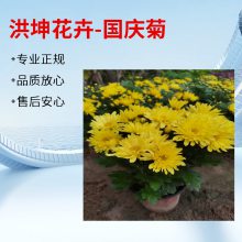 时令花卉品种批发 山东花卉基地 花卉品种 草花 摆花花卉 节日花卉