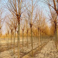 金丝垂柳 苗木购销 好栽培 随选随挖