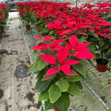 高30一品红颜色艳丽喜庆,秋季国庆当季放地栽多年生高性价比花卉 高30一品红颜色艳丽喜庆,秋季国庆当季放地栽多年生高性价比花卉