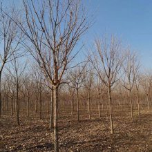 出售 自产自销 流苏树种植基地9公分11公分14公分13公分