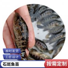 港发水产厂家 淡水养殖石斑鱼苗现售 淡水石斑鱼苗耐低氧 运输包活