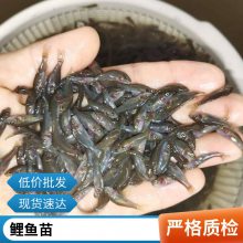 出肉***鲤鱼苗全国发货 港发水产种苗 禾花鲤3-5公分苗 包邮包量
