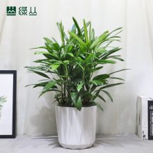 棕竹 耐寒庭院盆栽植物 武汉花园设计 中号塑料盆