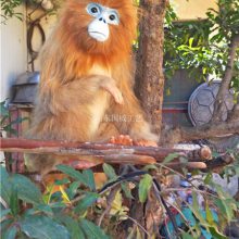 仿真金絲猴生態(tài)模型電動仿真金絲猴模型訂制