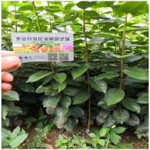 甜柿子树苗***格 嫁接柿子树苗基地
