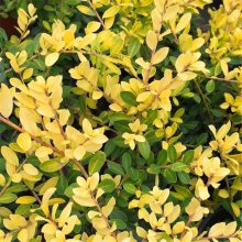 ������Ӧ���ֹ���ʯ���໨��ֲ�� �������� ���� ���� ��Ͱ�� ���� ����