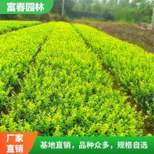 小叶女贞 四季常青树苗 绿化工程苗木庭院别墅篱笆植物