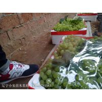 无核白鸡心葡萄苗 根系完整 质优价廉