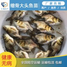 汇海水产 供应 缩骨大头鱼苗 5-7公分缩骨大头鱼苗 花鲢鱼苗 可空运到家