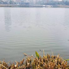 嘉兴河道湖泊污染黑臭水体处理矿物凝聚剂销售