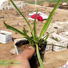 ԰�ֻ��ܻ���,�߱޾�Ӫ������100���곣���л�